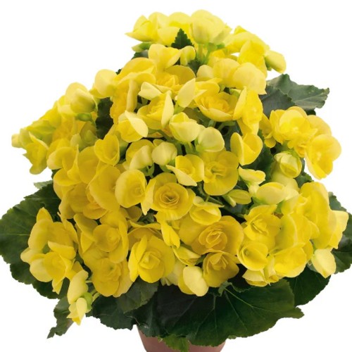 Begonia elatior BK Collection 'Beel' - Roosbegoonia BK Collection 'Beel' C1/1L
